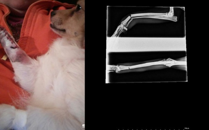 Zbiórka Tosia z chlewa i złamana łapka - zdjęcie główne