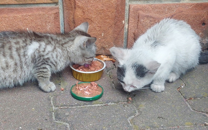 Zbiórka Zapalenie otrzewnej drogi lek - zdjęcie główne