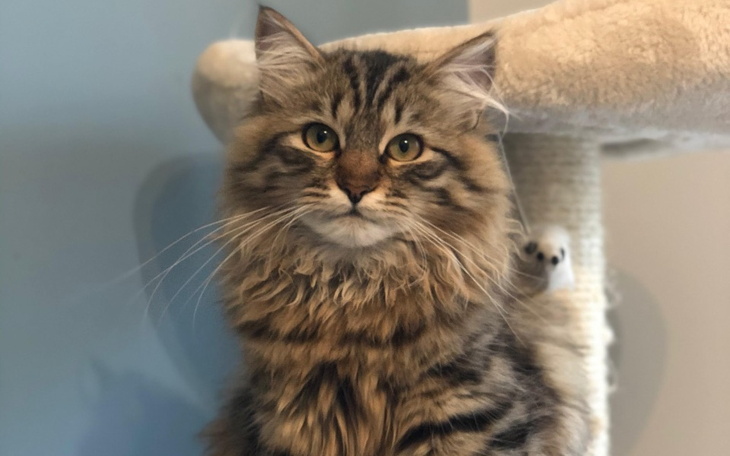 Zbiórka Mały Izi potrzebuje leku na FIP - zdjęcie główne