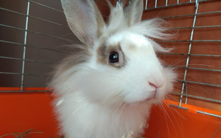 Zbiórka Ratujemy króliczka - zdjęcie główne