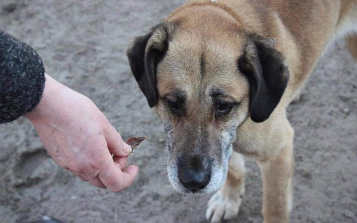 Zbiórka Dla biednych piesków - zdjęcie główne