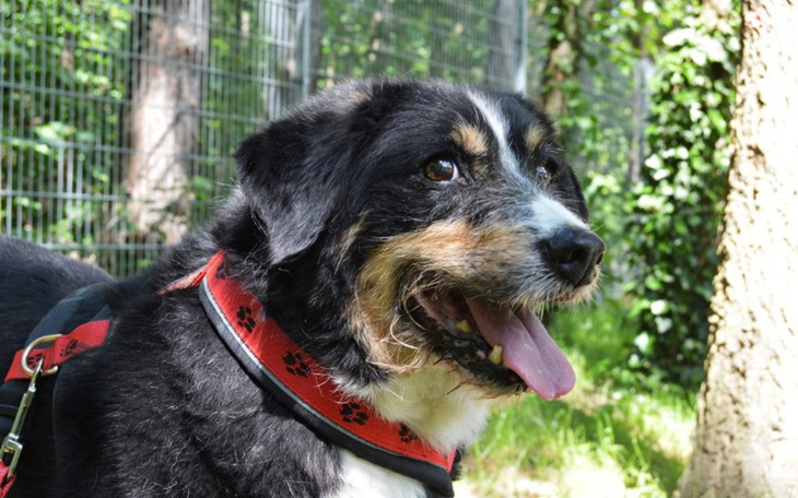 Zbiórka Dziki zbiera na dentystę - zdjęcie główne