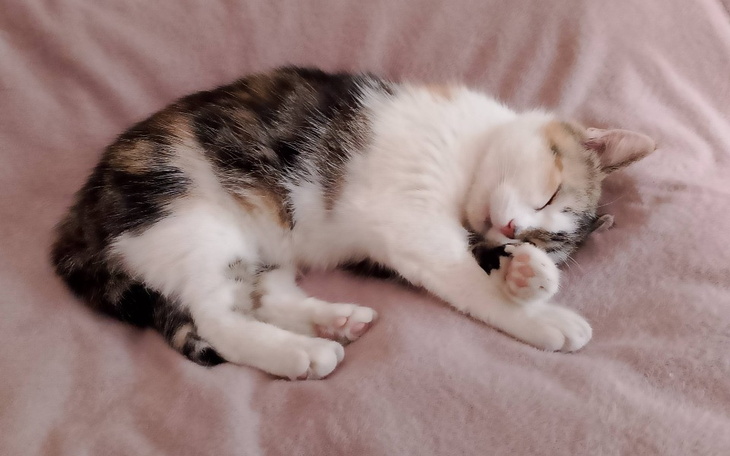 Zbiórka Dla chorej Psotki - zdjęcie główne