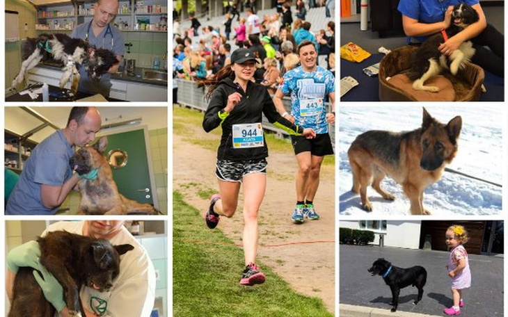 Zbiórka Ratujemy zwierzaki ADY - zdjęcie główne