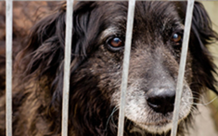 Zbiórka Na Schronisko dla Zwierząt Śląsk - zdjęcie główne