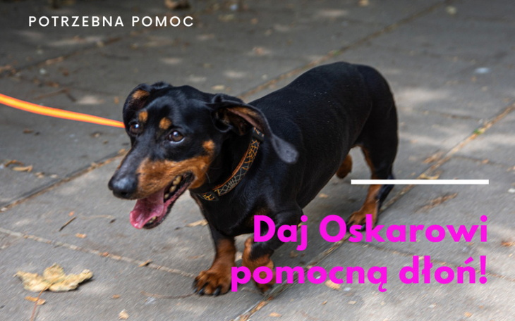 Zbiórka OSKAR życie pod górkę - zdjęcie główne