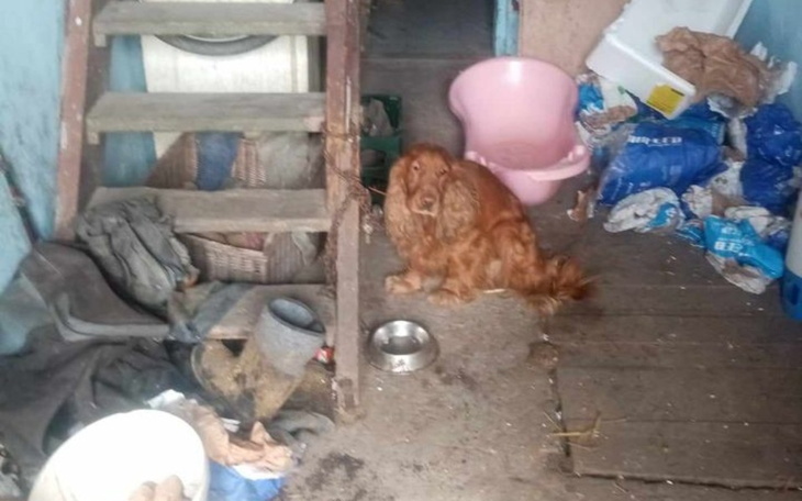 Zbiórka Ratunek dla Rudiego - zdjęcie główne