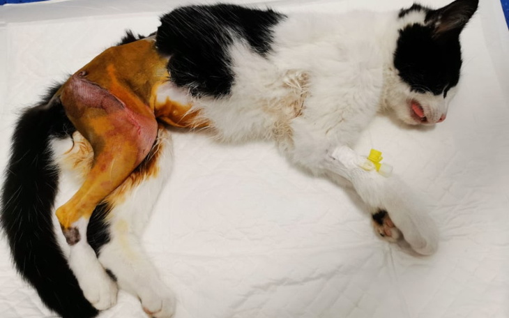 Zbiórka Panda - zdjęcie główne