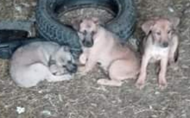 Zbiórka Ratunek szczeniąt przed Radysami - zdjęcie główne