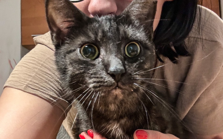 Czarny kot z dużymi oczami, trzymany przez osobę.