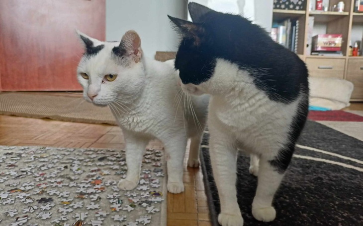 Dwa koty w domu, jeden z nich z ciekawym spojrzeniem.