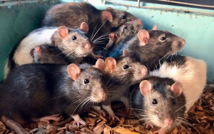 Zbiórka Listopad w DT Ogoniaste - zdjęcie główne