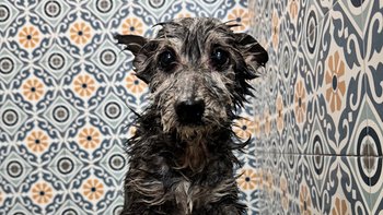 Zbiórka Nakarm je w Dzień Kundelka - miniaturka zdjęcia