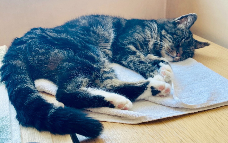 Kot śpiący na stole, zrelaksowany i spokojny.