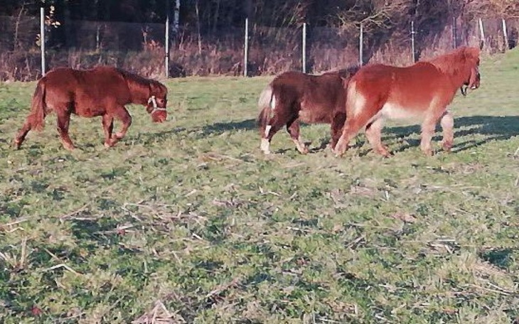 Zbiórka Dwa kucyki i osiołek - zdjęcie główne