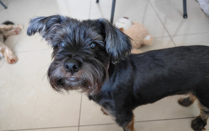 Mały czarny piesek, patrzący z ciekawością w obiektyw.