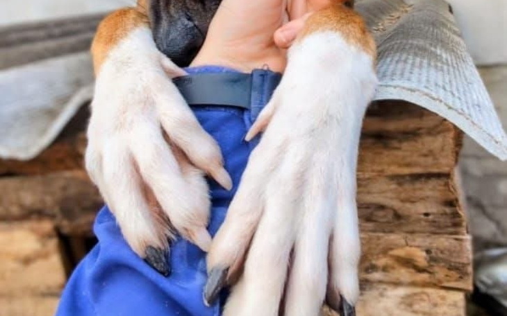 Pies trzyma łapę na ręce opiekuna, pokazując przywiązanie.