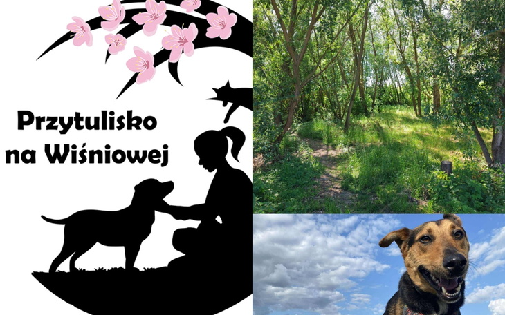 Logo schroniska dla zwierząt z psem i drzewami.