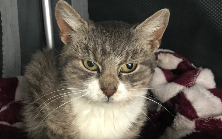 Zbiórka Dla moich podopiecznych - zdjęcie główne