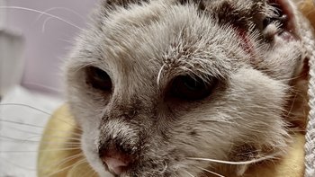 Zbiórka Uszatek walczy o życie - miniaturka zdjęcia