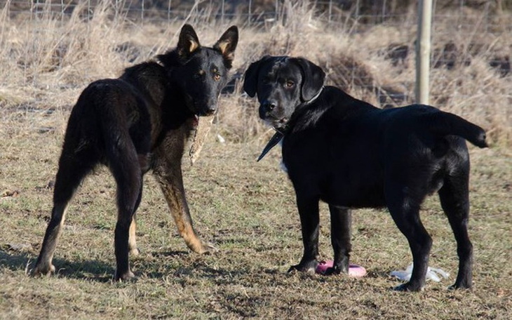Zbiórka Kastracja = nowy dom - pomożesz? - zdjęcie główne