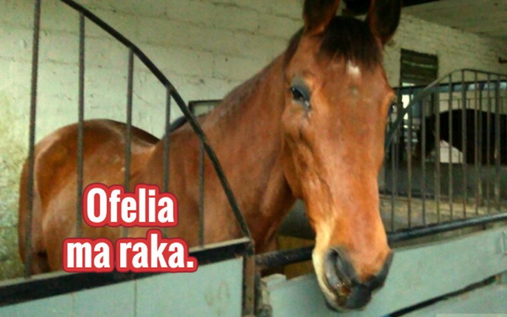 Zbiórka Ofelia ma raka. - zdjęcie główne