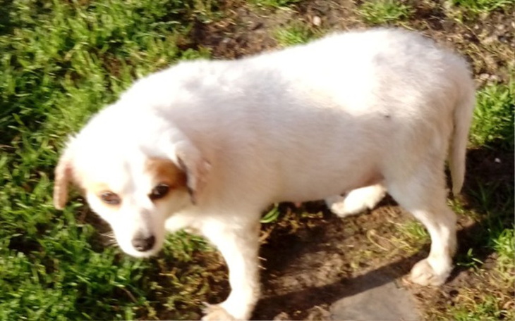 Zbiórka Leczenie Muszki - zdjęcie główne