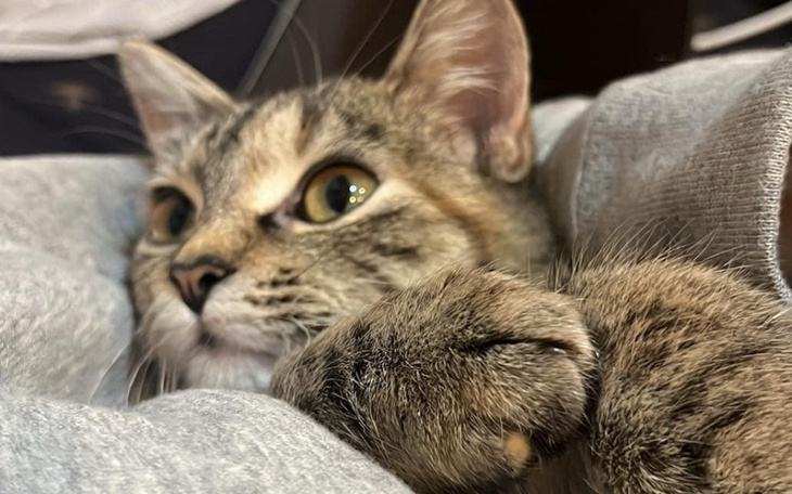 Kot w szarej pościeli, z wyrazem ciekawości na twarzy.