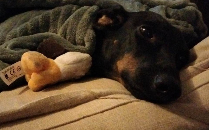 Zbiórka Operacja dla Jamniczki Miki - zdjęcie główne