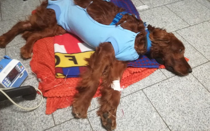 Zbiórka na ratunek Aibel 1 - zdjęcie główne