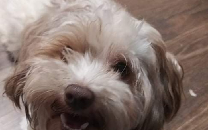 Zbiórka Zbieram na operację dla leosia - zdjęcie główne