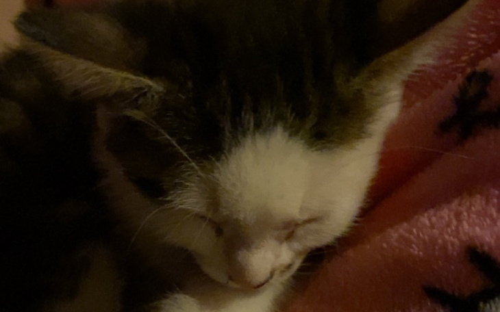 Zbiórka leczenie chorego kociaka - zdjęcie główne