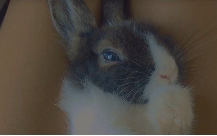 Zbiórka pomóżmy chorej pusi - zdjęcie główne