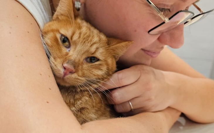 Zbiórka Życie dla Złotka - kota z daleka - zdjęcie główne