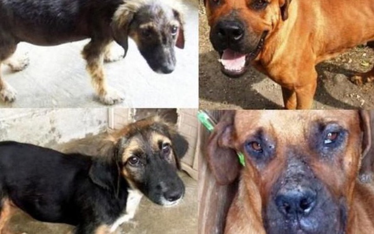 Zbiórka Dla Bezdomnych Psów :) - zdjęcie główne