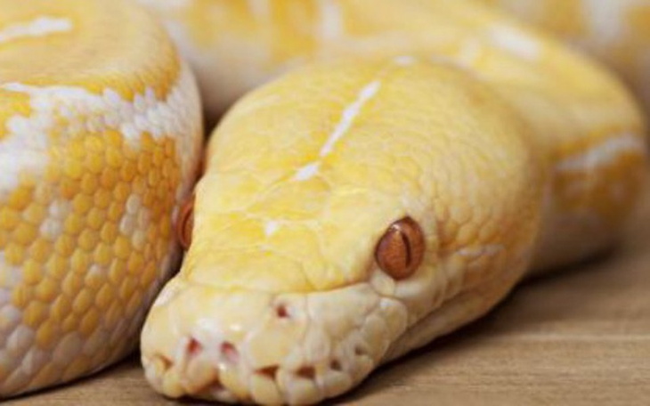 Zbiórka Ratujemy Pytona - zdjęcie główne