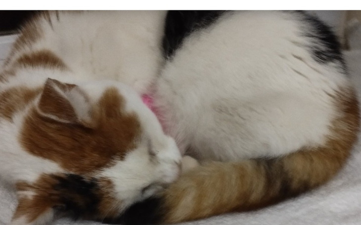 Biały kot z brązowymi plamami śpi w pozycji zwiniętej.