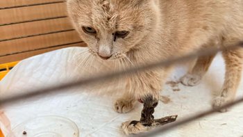 Zbiórka Uschła mi łapka - miniaturka zdjęcia