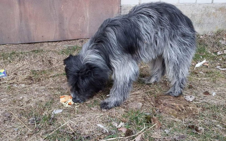 Zbiórka Błąkał się od Sylwestra - zdjęcie główne