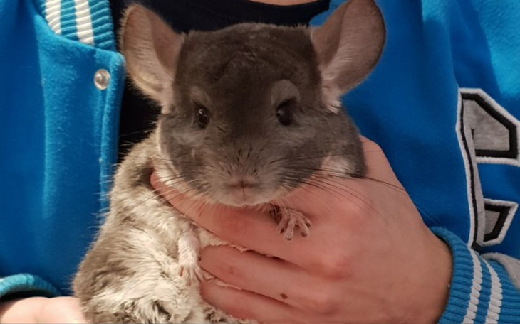 Zbiórka Na leczenie chorych ząbków Bąbla - zdjęcie główne