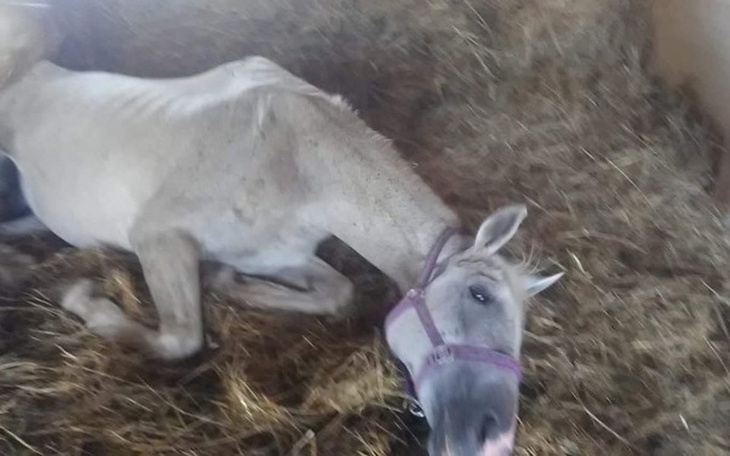 Zbiórka Walczymy o zycie Magi .. - zdjęcie główne