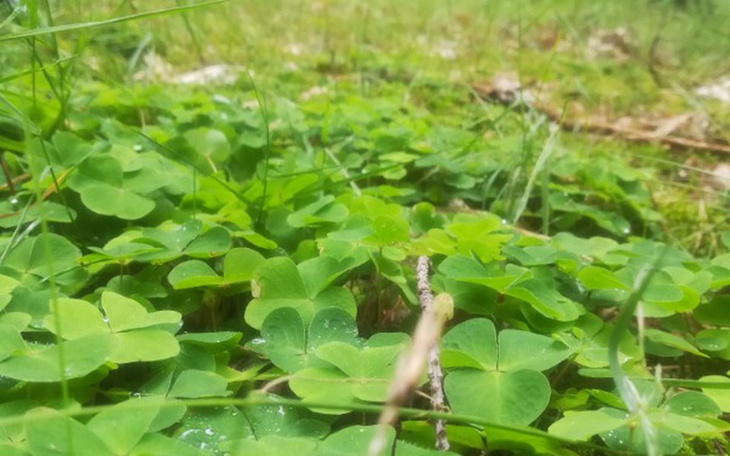 Zbiórka Mama 4 dzieci potrzebuje waszej - zdjęcie główne