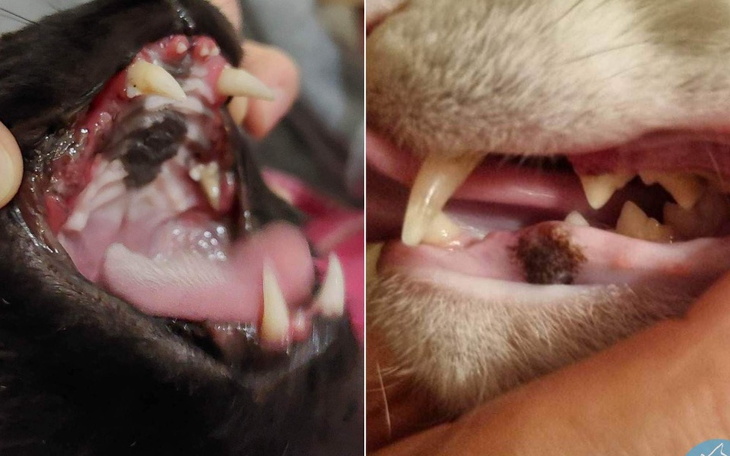 Zbiórka Uwalniamy kotki od bólu zębów - zdjęcie główne