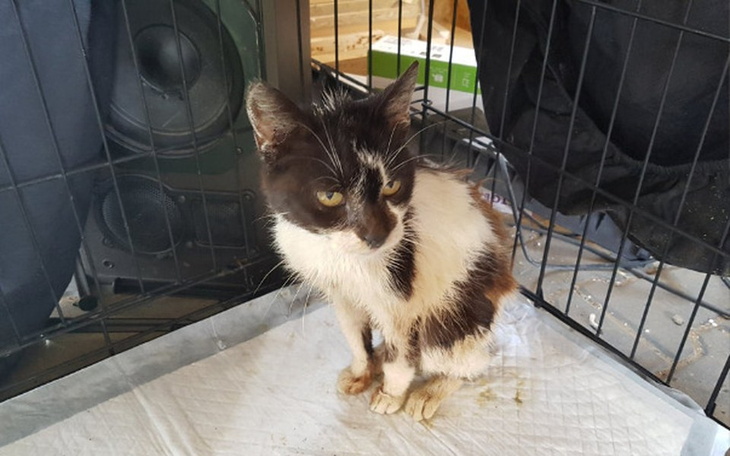 Zbiórka Dla Krówki - zdjęcie główne