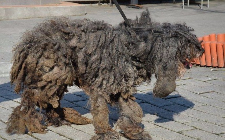 Zbiórka Schroniskowe metamorfozy - zdjęcie główne