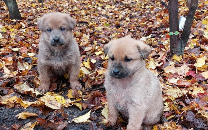 Zbiórka szczeniaki z S7 - zdjęcie główne