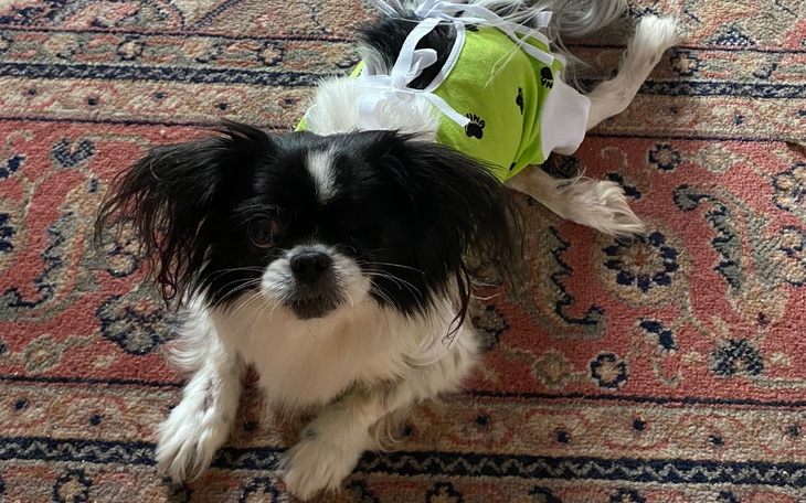 Zbiórka Operacja Gustawka - zdjęcie główne