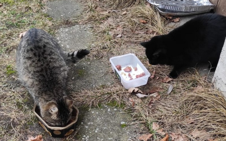 Dwa koty jedzą z misek na zewnątrz, w naturalnym otoczeniu.