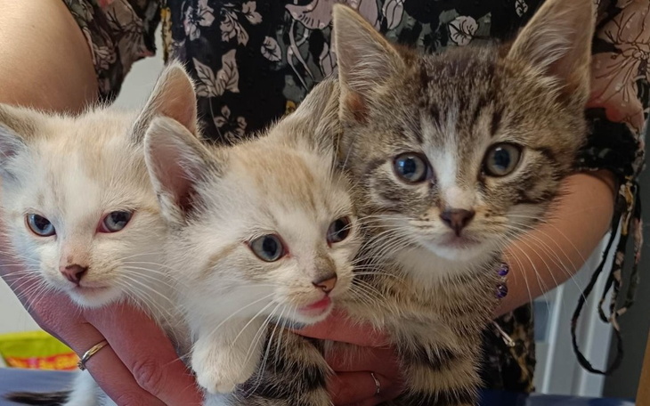 Zbiórka Dzień Kociego Dziecka - zdjęcie główne