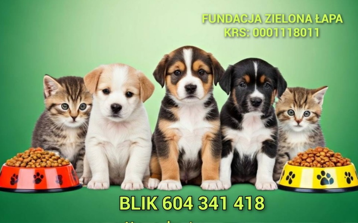 Zbiórka Nakarm Głodne Brzuszki - zdjęcie główne